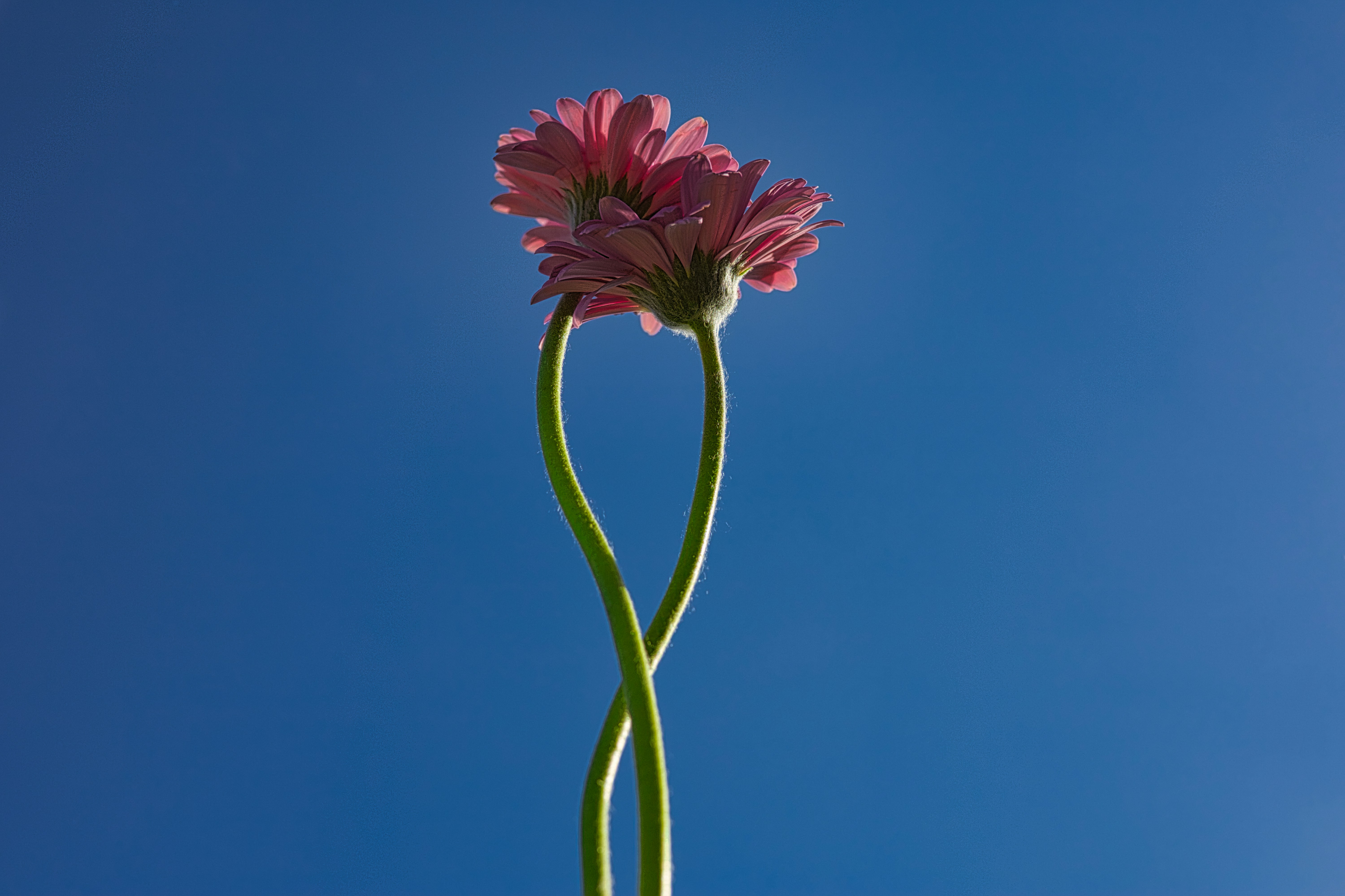 Two pink daisies, growing intertwined in front of a blue sky